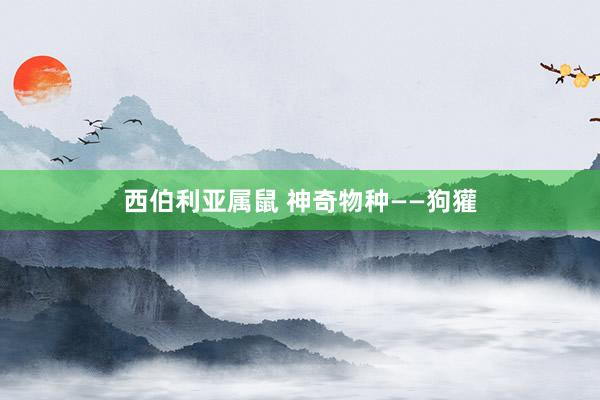 西伯利亚属鼠 神奇物种——狗獾